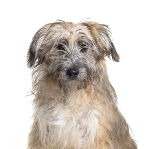 Preview: Close-up of a Pyrenean Shepherd, Dog, pet, studio photography, cut out