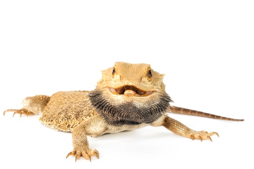 Preview: Bearded Dragon Smiles For the Camera