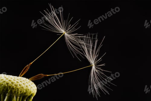 Preview: Close-up of dandelion on the black background