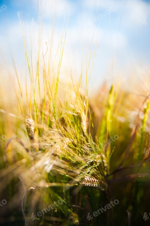Preview: Ears of golden wheat close up in a rural scenery under Shining Sunlight.