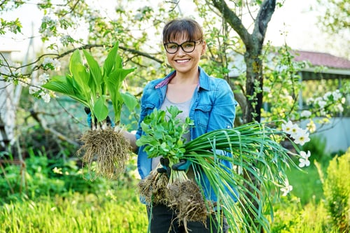 Preview: Woman in gloves holding bush of hosta sedum daffodils plant with roots for dividing planting