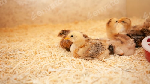Preview: Small chicks in wooden chicken coop, copy space, indoors. Beautiful newborn birds. Fall asleep