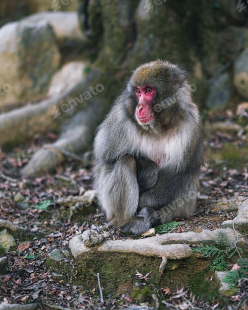 Preview: Close-up shot of a Japanese macaque monkey looking downwards