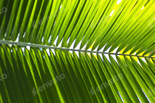 Preview: Tropical Palm Leaf