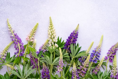 Preview: Lupine flowers. Purple and pink bud.