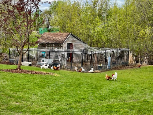 Preview: Rural saltbox-roofed fenced house with backyard chicken