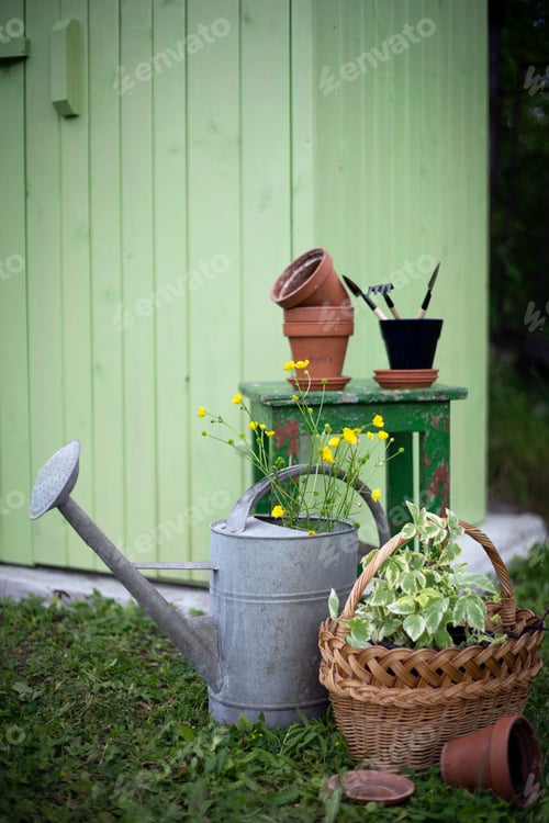 Vorschau: Blumen zum Pflanzen