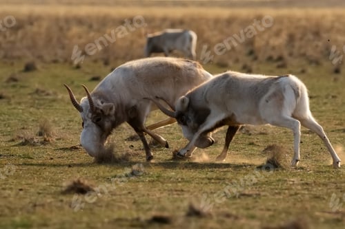 Preview: Saiga antelopes or Saiga tatarica fight in steppe near waterhole in winter