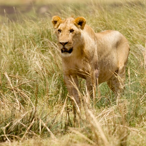 Preview: Lion Masai mara Kenya