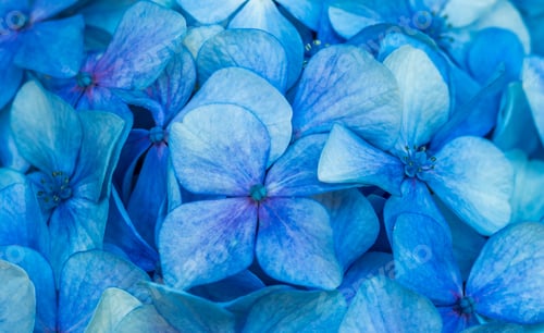 Preview: Selective focus shot of blue hydrangeas
