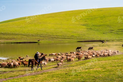 Preview: A shepherd on a horse with group of sheep in Kalajun grassland of Xinjiang in summer