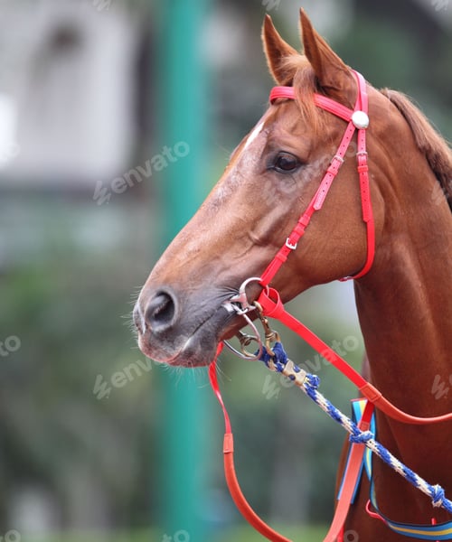 Preview: horse, mare, wilderness, stallion