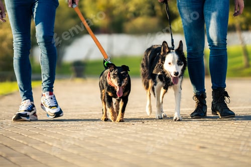 Preview: Two tired dogs on a leash walking with people