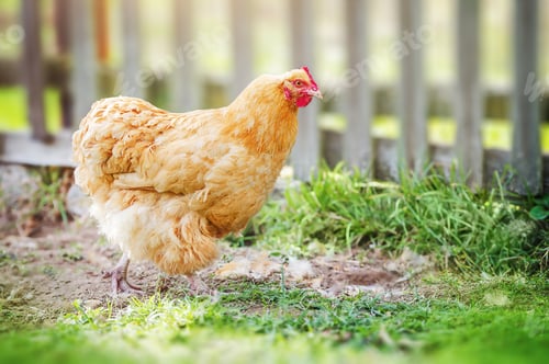 Preview: Hens on a traditional free range poultry organic farm grazing on the grass with copy space