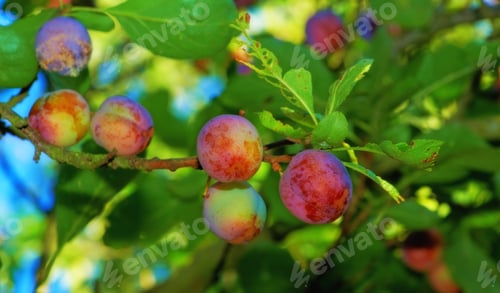 Preview: Apple-picking has never looked so enticing - a really healthy and tempting treat.