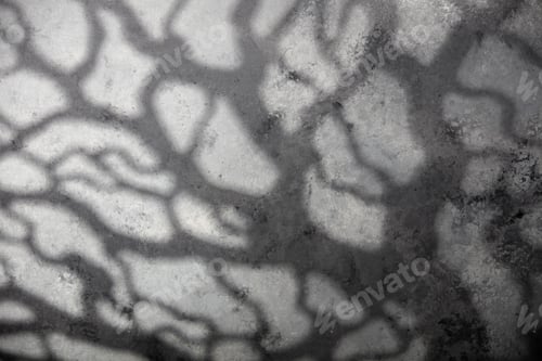 Preview: Halloween decoration concept - moonlight and scary trees shadows background