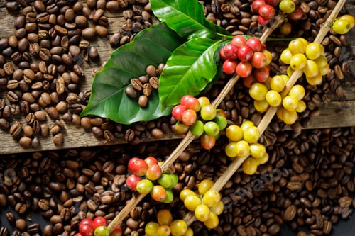 Preview: Coffee beans on coffee green leaves on wooden background, Fresh coffee beans on wooden background