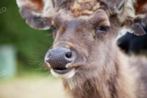 Preview: Elk on Sri Lanka