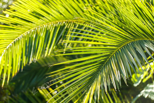 Preview: Tropical palm tree