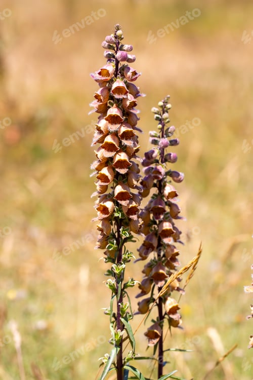 Preview: Wild plant flower. Scientific name; Digitalis lanata