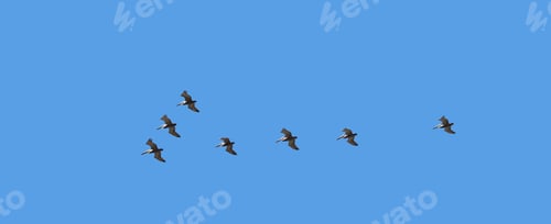 Preview: Birds of a feather. A flock of birds flying through the sky.