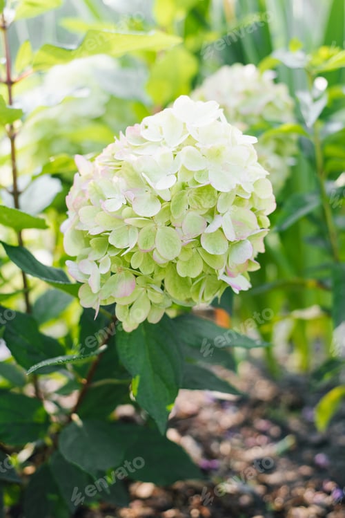 Preview: Young panicle hydrangea Bonfire bush in garden