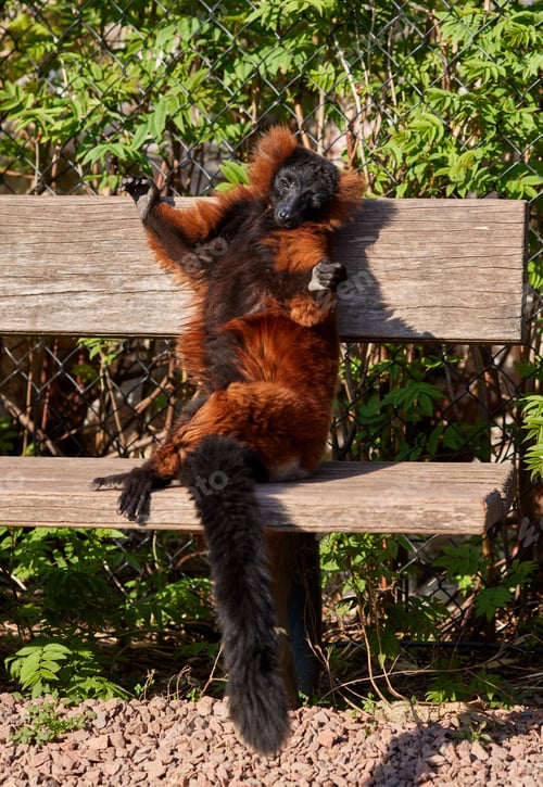 Preview: Funny Red ruffed lemur sitting