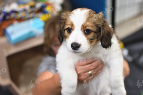 Preview: Puppy being held