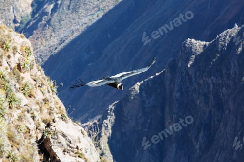 Preview: Condor