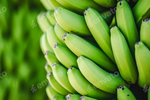 Preview: Close-up of fresh green bananas.