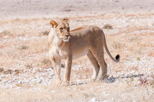Preview: African Lioness standing and looking sideways