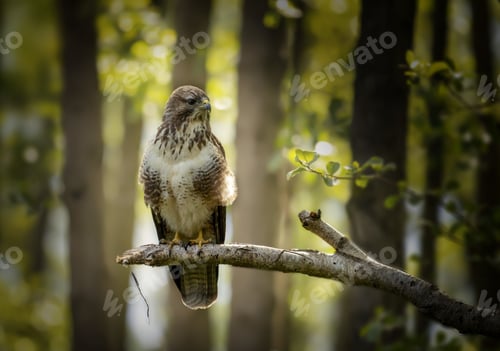 Preview: Closeup shot of an angry hawk standing on a tree branch in the forest