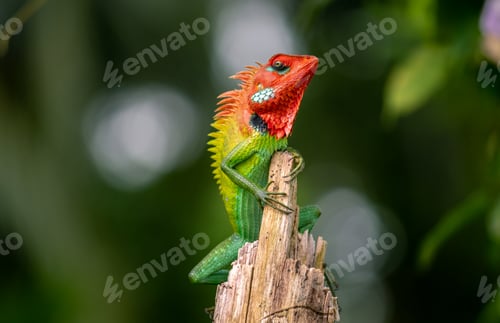 Preview: Beautiful green garden lizard climb and sitting on top of the wooden trunk like a king of the jungle