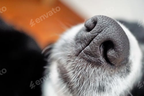 Preview: Dog nose