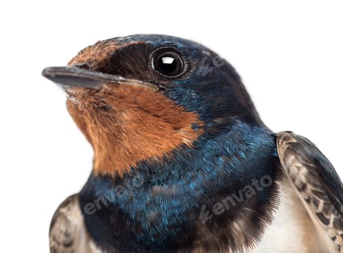 Preview: Close-up of a Barn Swallow, Hirundo rustica against white background