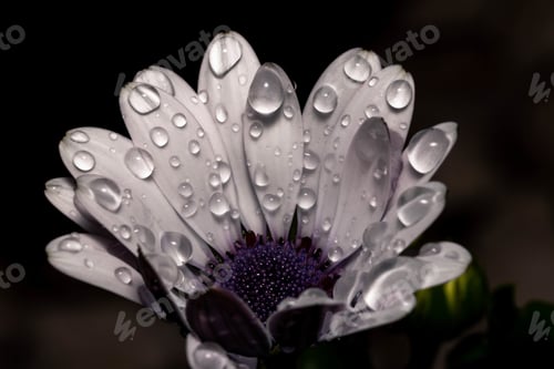 Preview: Grayscale shot of a white African daisy with water drops on it
