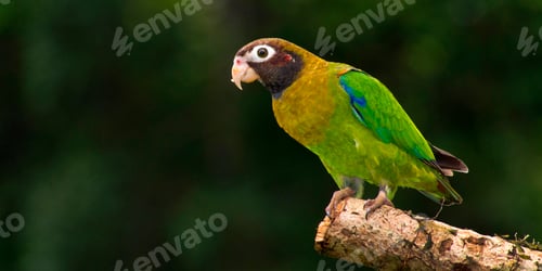Preview: Brown-hooded Parrot, Tropical Rainforest, Costa Rica