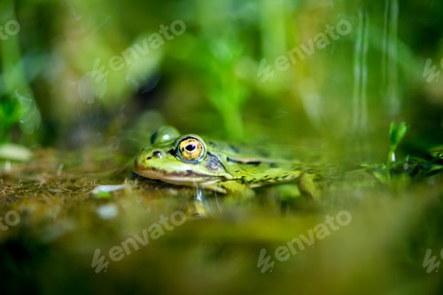 Preview: green frog on waters