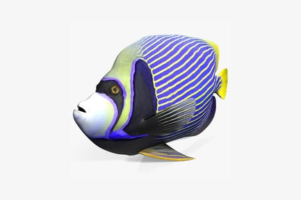 Visualização: Peixe-anjo com listras azuis e amarelas