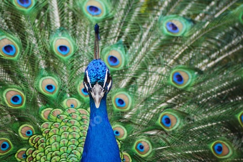 Preview: Closeup shot of a beautiful blue peacock with a gorgeous opened tail