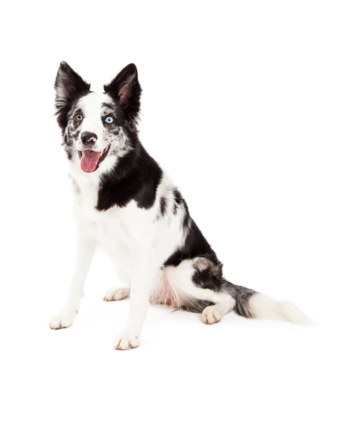 Preview: Border Collie Happy Sitting