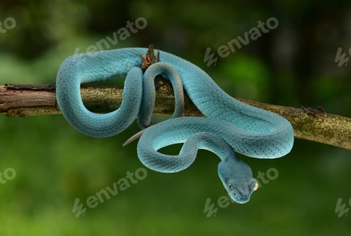 Preview: Trimeresurus insularis, Indonesian pit viper, Lesser Sunda Islands pit viper