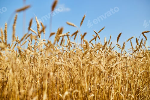 Preview: Close up wheat harvest, wheat field background in the sun day, summer