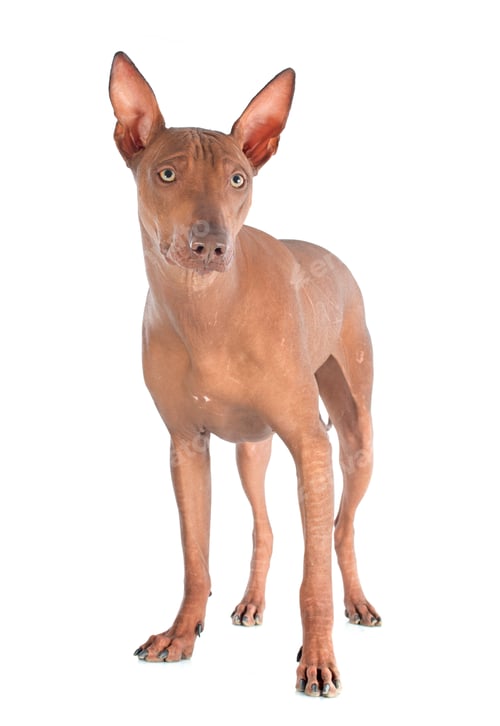 Preview: peruvian dog