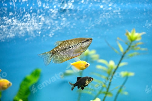 Preview: Colorful exotic fish swimming in deep blue water aquarium with green tropical plants
