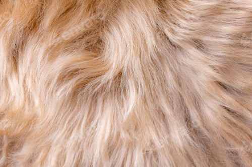 Preview: Beige fur texture top view. Brown or beige sheepskin background. Fur pattern