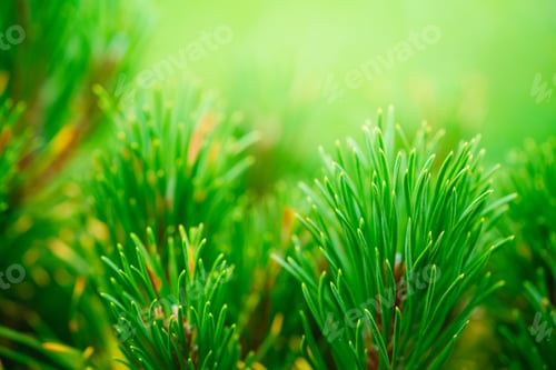 Preview: Detailed view of a Pine