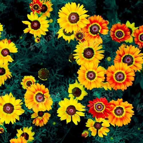Preview: Yellow Floral background. greens. minimal