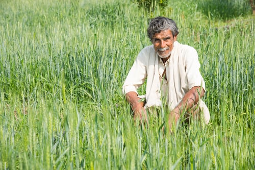 Preview: Indian Farmer in his agriculture field.