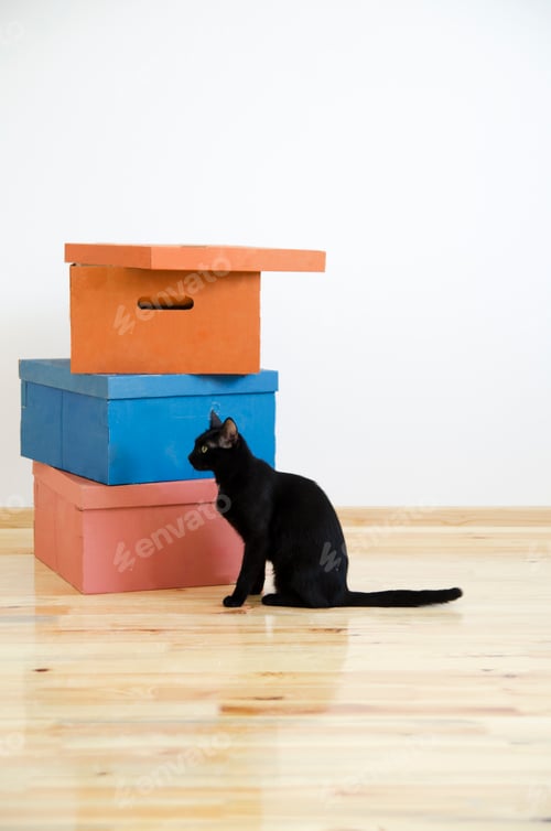 Preview: Cardboard boxes and black cat in renovated new house apartment.